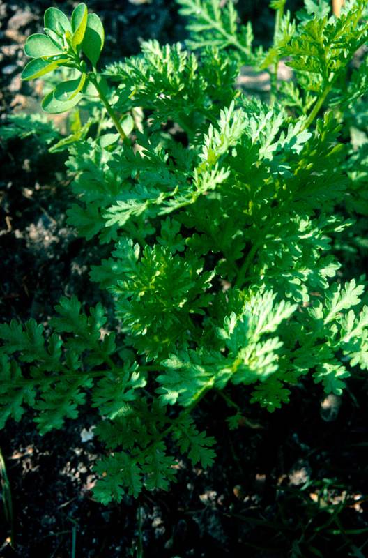 Sweet wormwood cultivated for drug trials.
