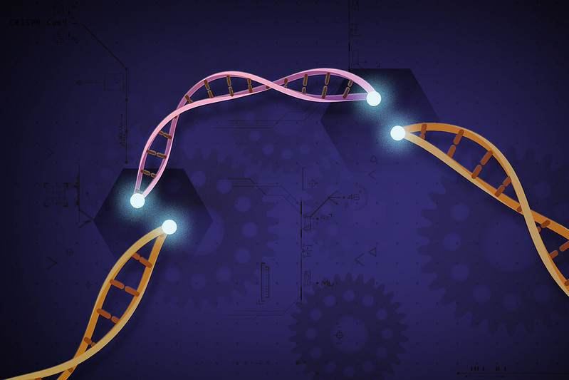 Molecular illustration of CRISPR-Cas9 acting on DNA.