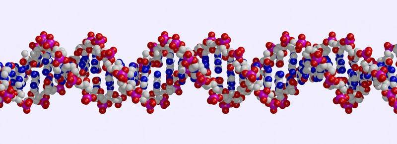 Molecular model of the DNA double helix.