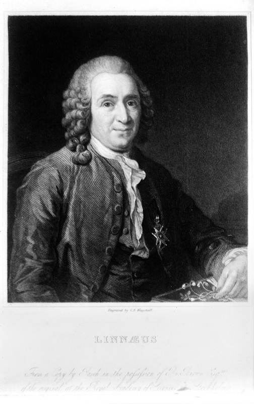 Portrait of Linnaeus.