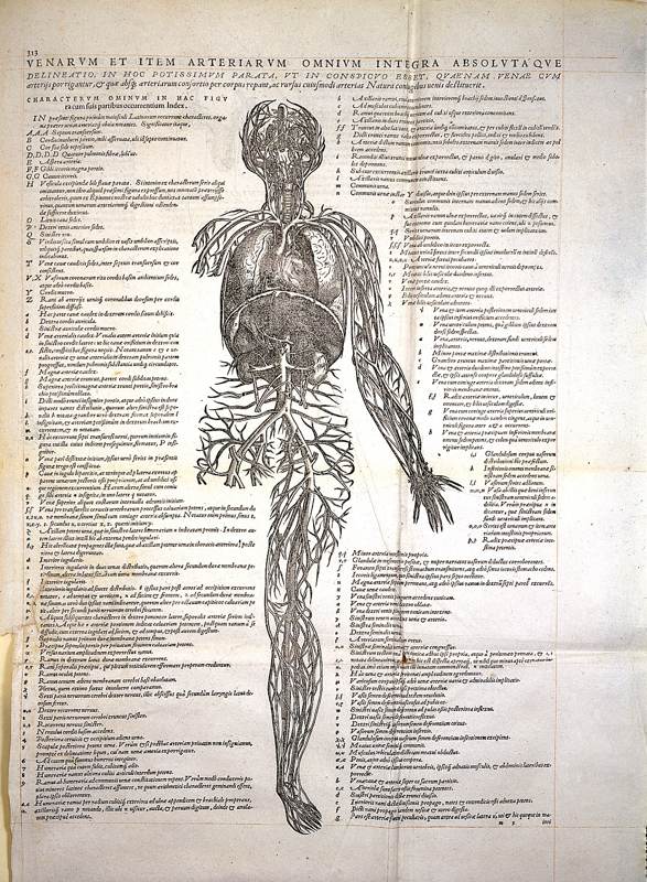 Ilustración de los vasos sanguíneos humanos en una edición antigua de De humani corporis fabrica.