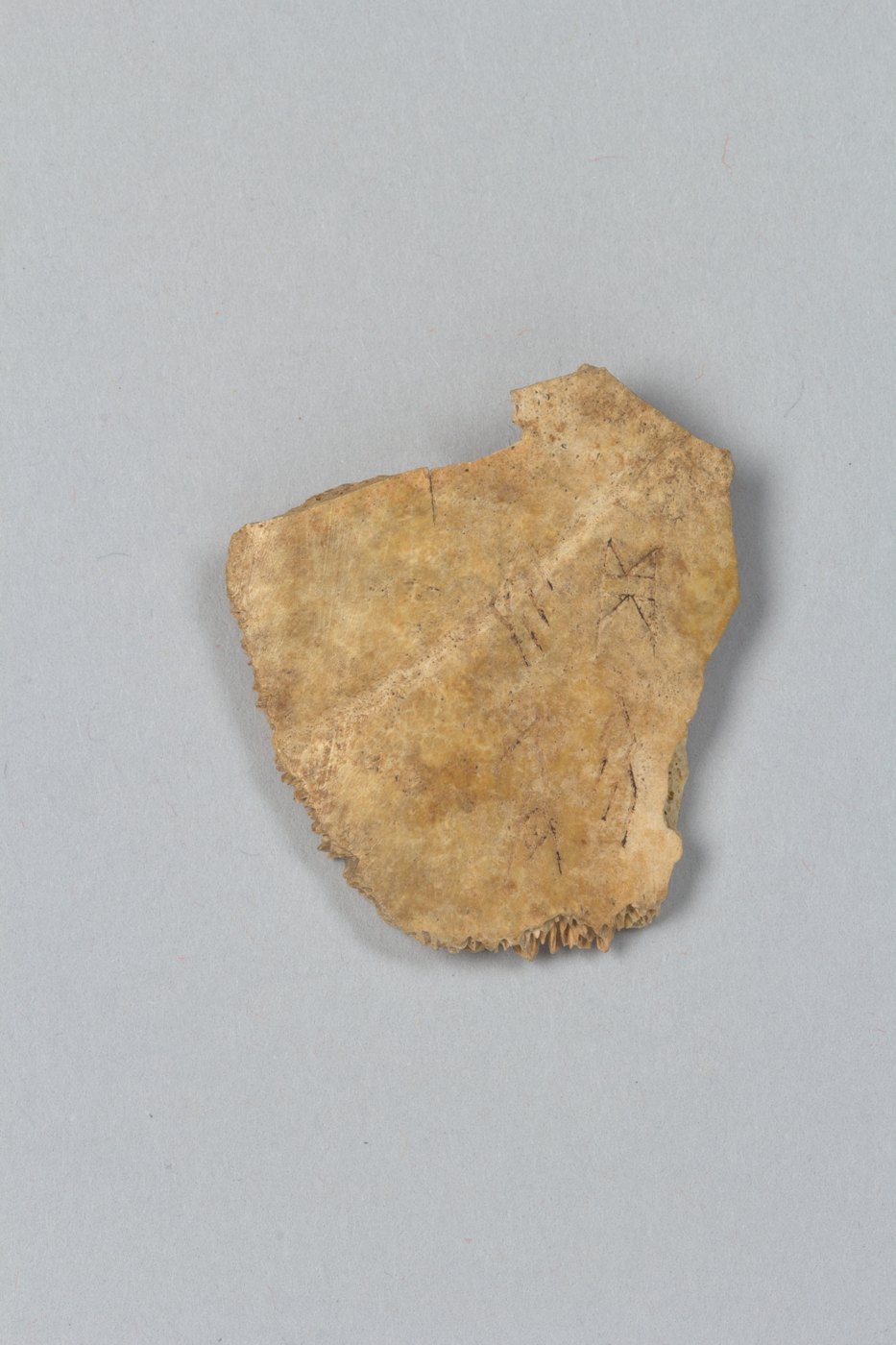 An inscribed bone fragment with columns of carved signs.